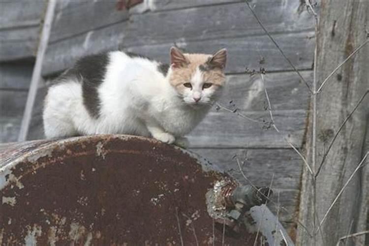 梦见打死猫有什么预兆