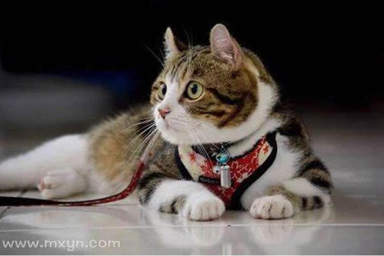 梦见自己养了一只猫好不好？