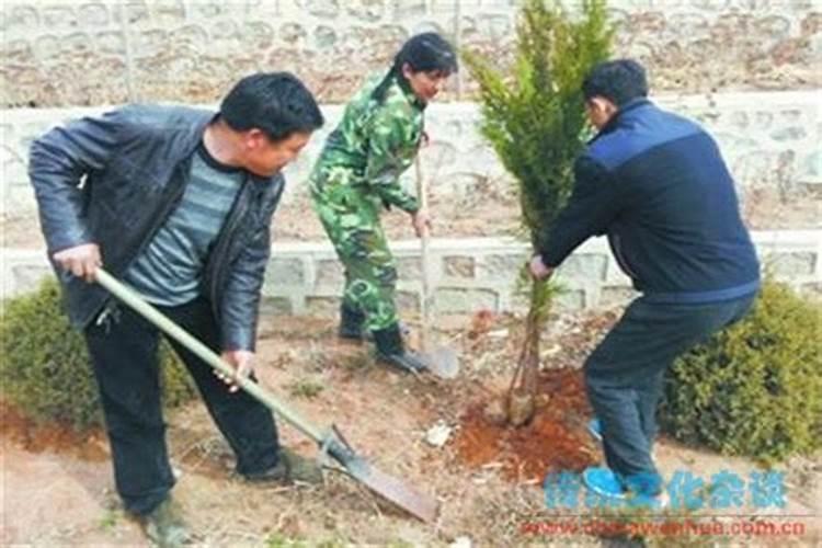 清明节种树大忌