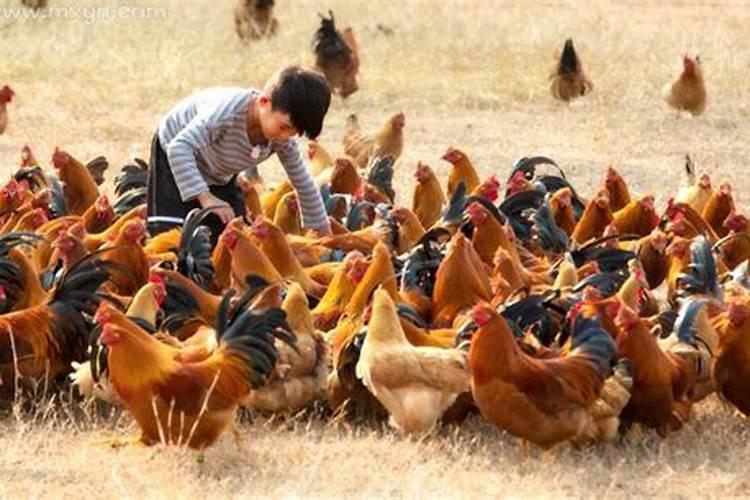 梦见给鸡喂食是什么意思？