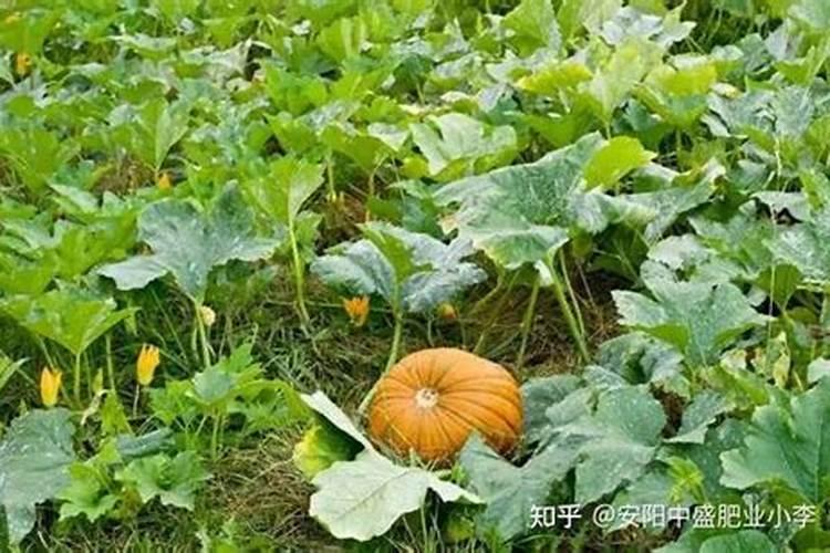 梦见车子被冲走