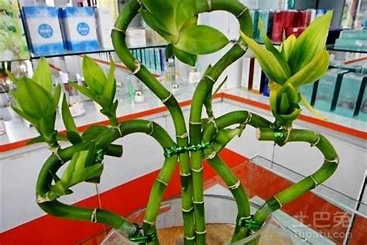 种富贵竹有讲究吗