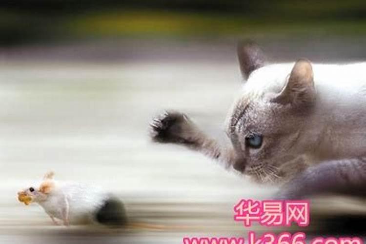 梦见猫咬老鼠的尾巴
