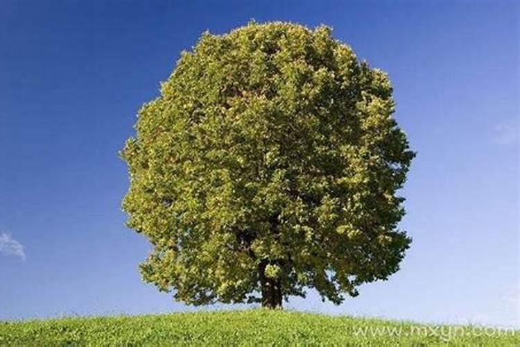 梦见一棵大树是什么意思？