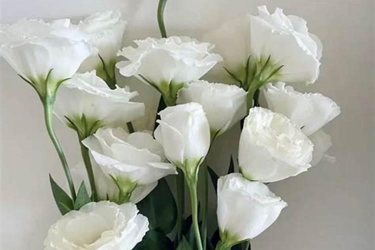 清明节送花送什么花