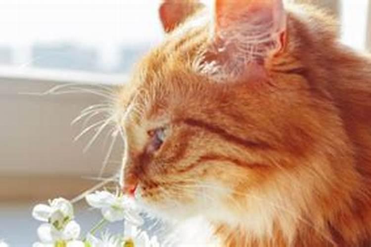女人梦见黄猫的七大预兆