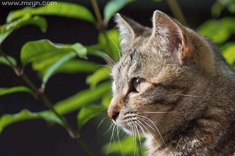 梦见黄色猫的预兆