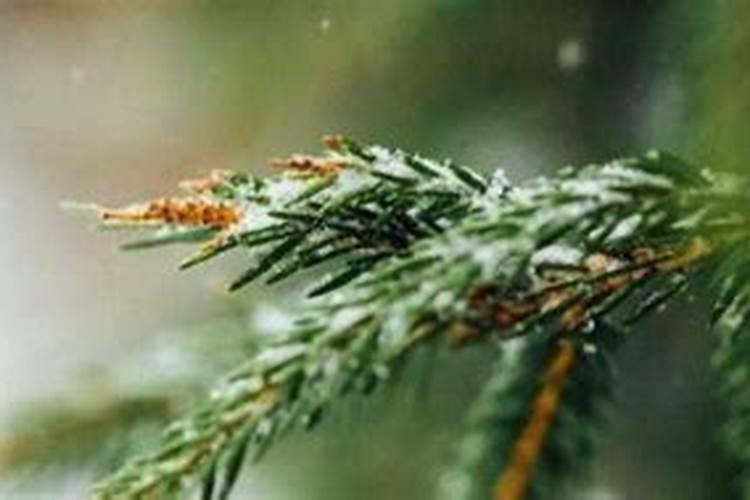 重庆哪一年下了大雪啊