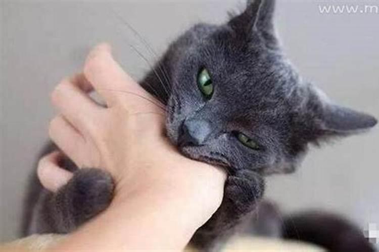 梦见猫缠身甩掉的预兆