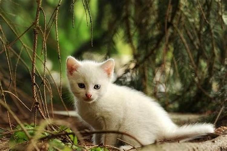 梦见猫跟我来被我甩了的预兆