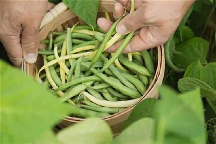 梦见偷摘别人家的豆角预示什么