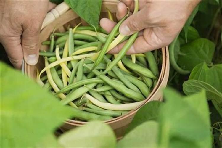 梦见偷豆角有什么预兆？是什么意思？