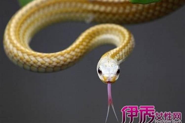 女人梦到蛇是什么意思