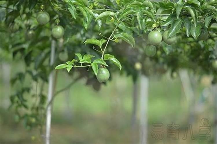 招桃花买什么桃花最旺