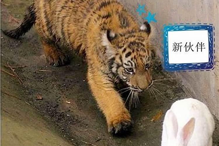 属相虎兔相配吗？ 男:1986,11.14 女:1987.6.2