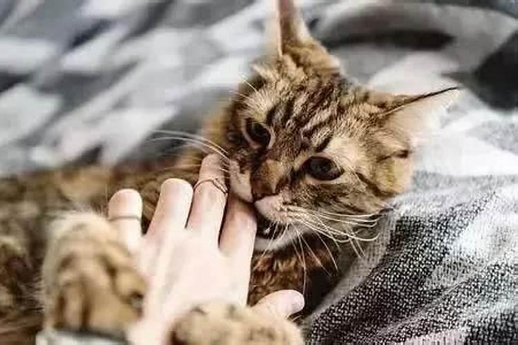 梦见金色猫吞我的钥匙？