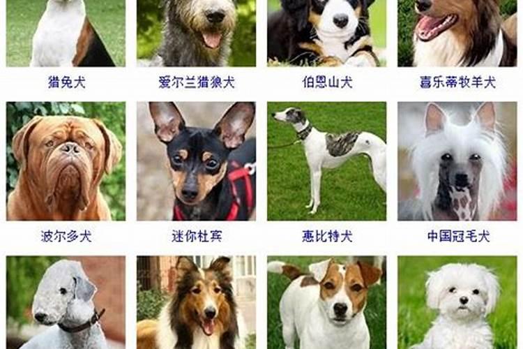 能带来好运的500个狗狗吉利名字是啥
