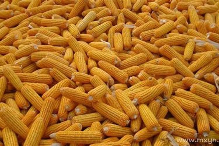 梦见家里都是玉米的预兆