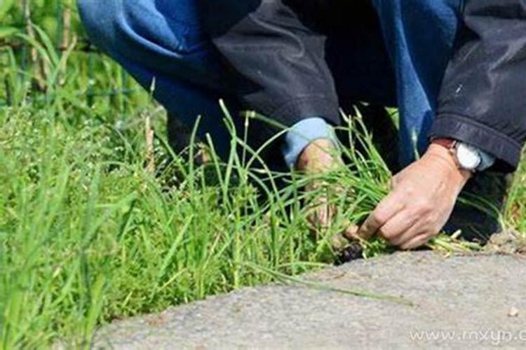 梦到拔草是什么意思？