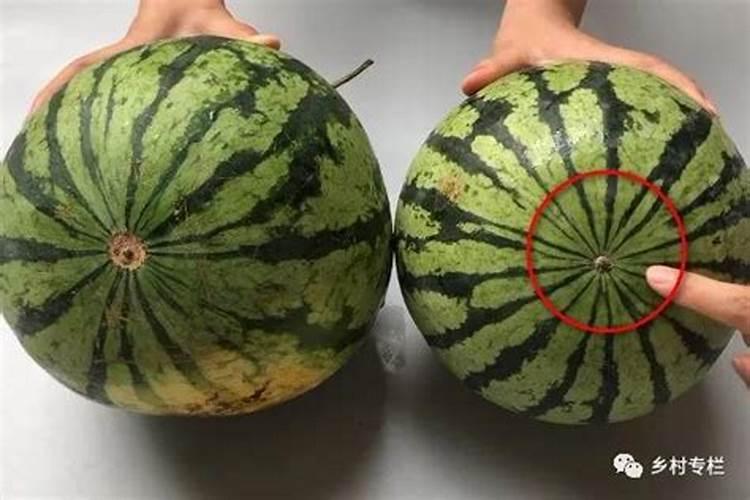 怎样挑选瓜 如何挑选瓜