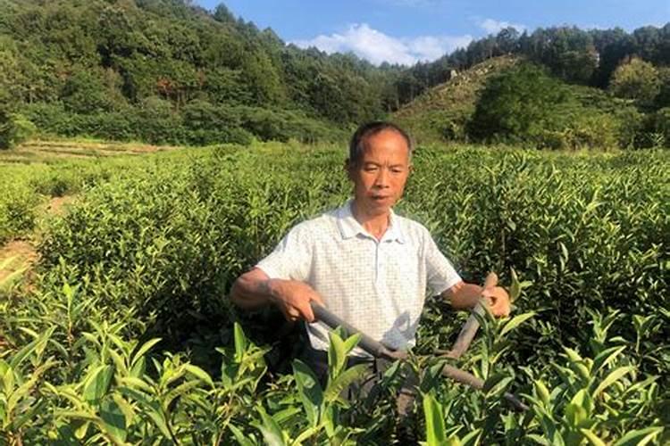 戊寅日出生什么命？戊寅日出生的是不是婚姻不好？