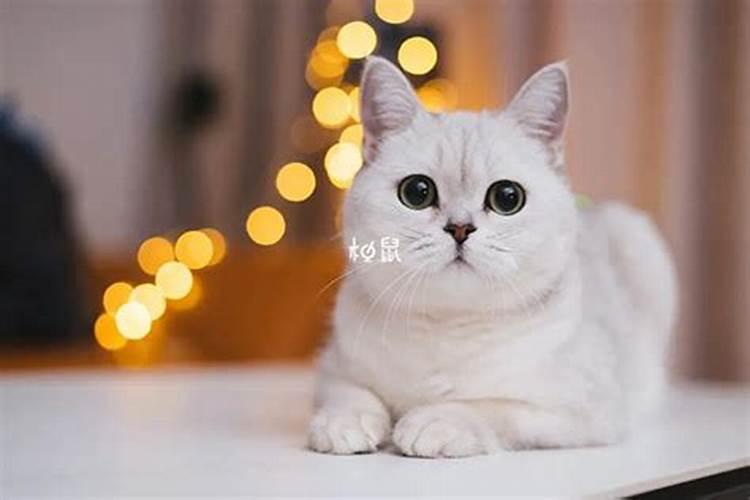 梦见猫进屋,是什么意思啊？
