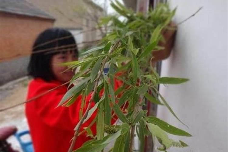 清明节的插柳习俗有何来源和意义？
