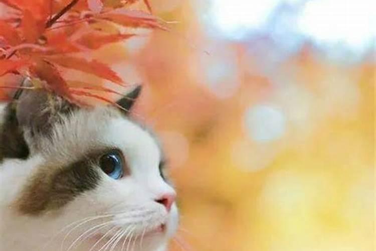 为什么有的人不能养猫？
