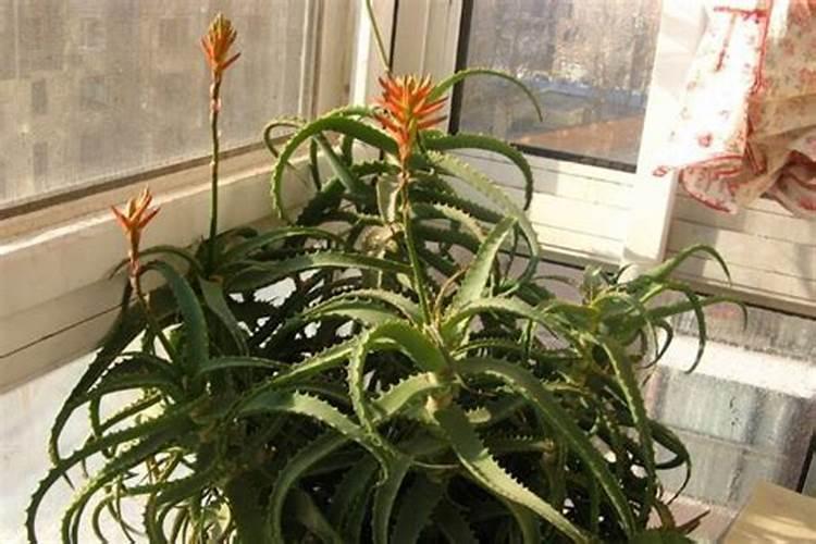 风水学来说芦荟开花预示什么