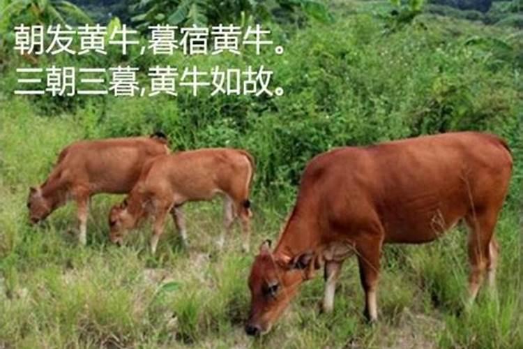 梦见牵着大黄牛在走