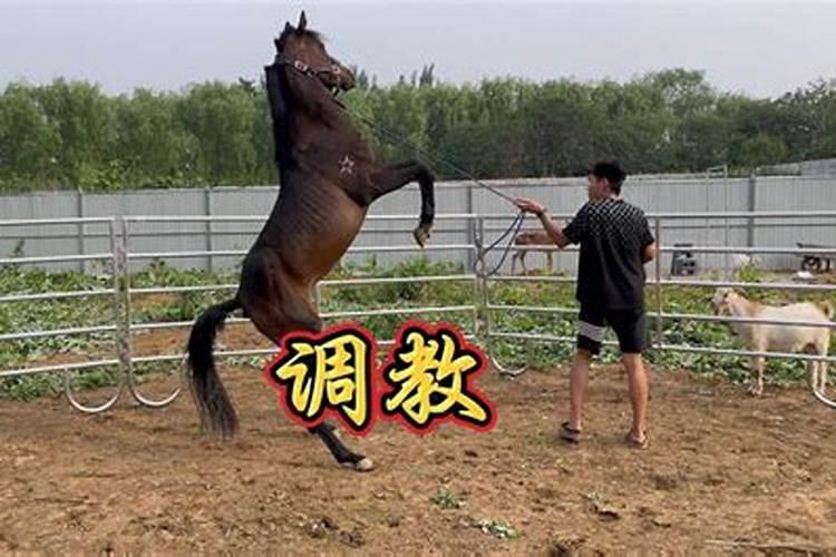 梦见骑马马很听我的话