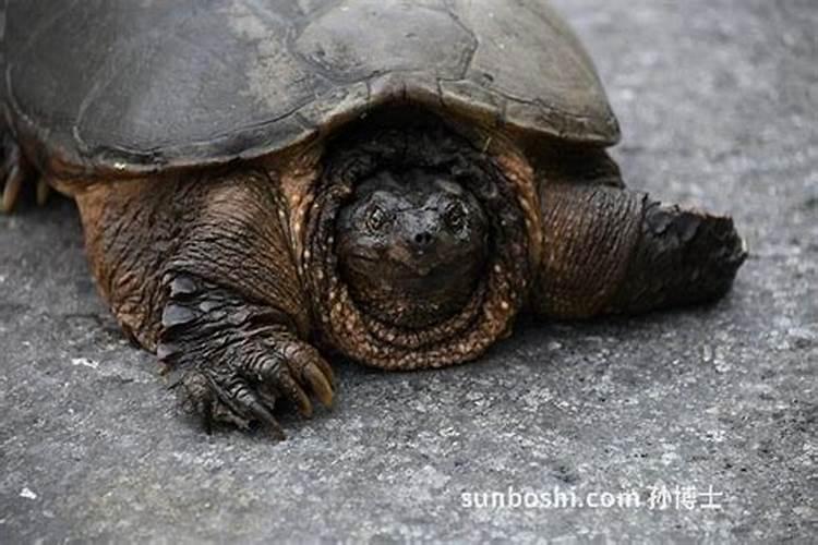 查看一七年春节