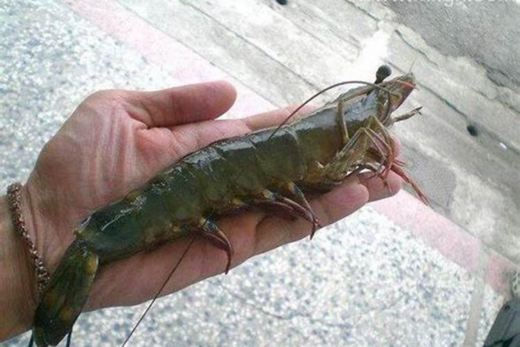 梦见抓鱼抓虾是什么意思？