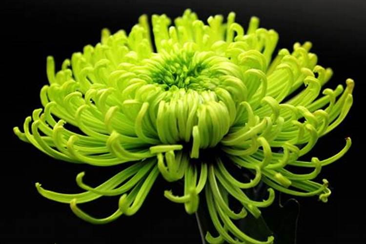 九月重阳开的什么花 重阳节开哪些花
