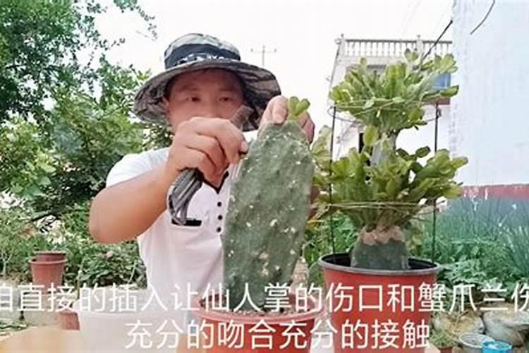 牛在2025年的每月运势如何呢