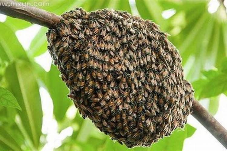 梦到蜜蜂在自己身上预示着什么？
