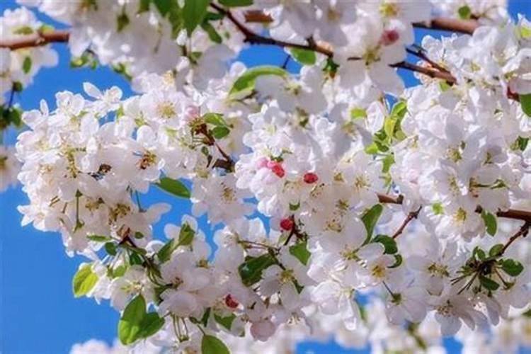 梦见果树开花是什么意思 梦见果树开花的寓意