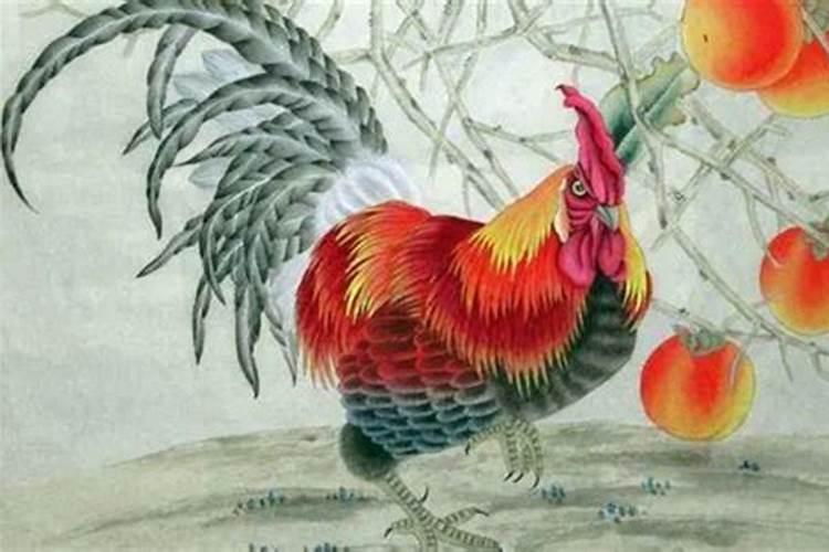 1981年属鸡人一生命运如何,1981年属鸡人的后半生命运