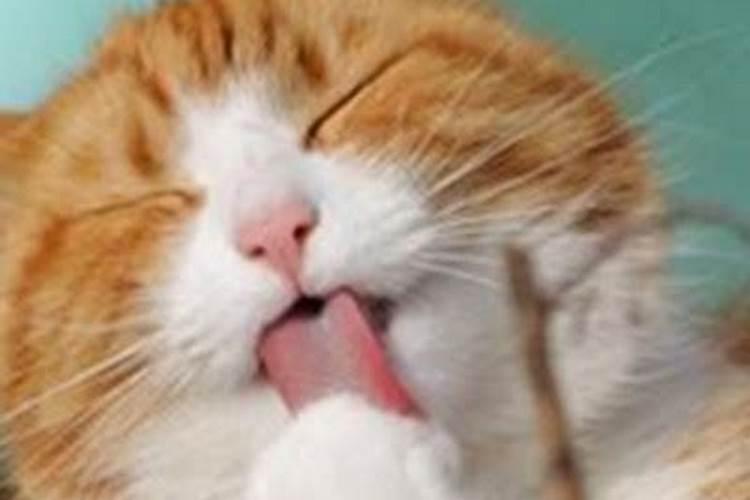 梦见猫吃猫的预兆