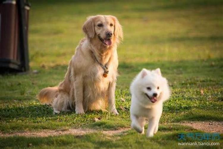 95出生猪2025年几岁了