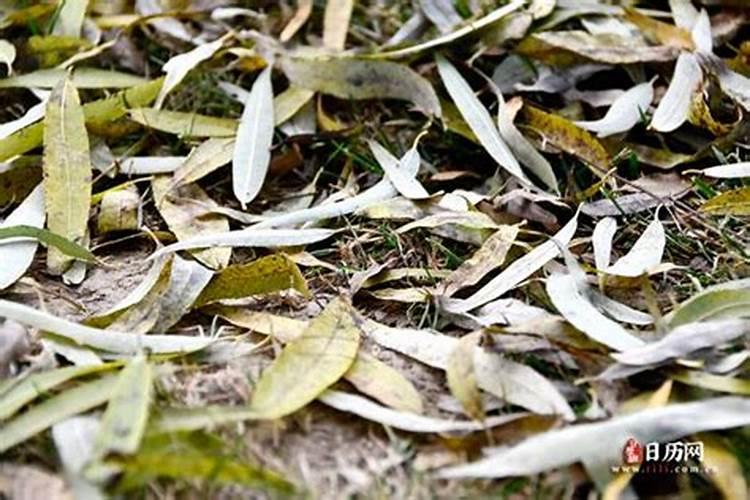 梦见死去的妈妈又死去。。。怎么办。。。