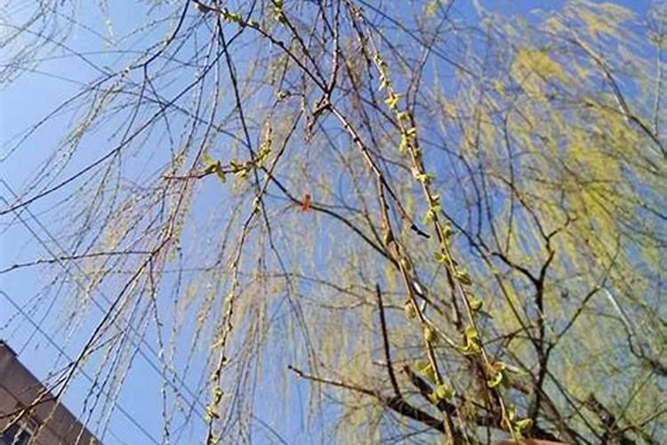 春节必做的十件事 中国春节10个风俗你知道几个