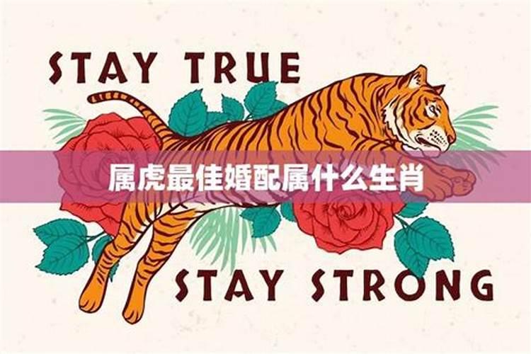 梦见大红枣挂满树