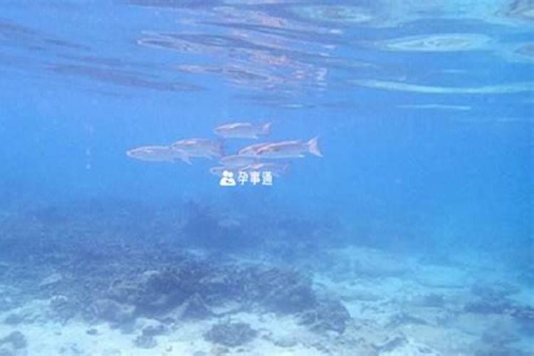 女人梦见水里密密麻麻的鱼