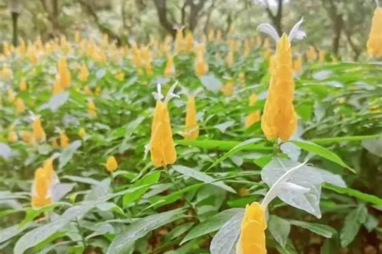 狮子座女最贱的缺点
