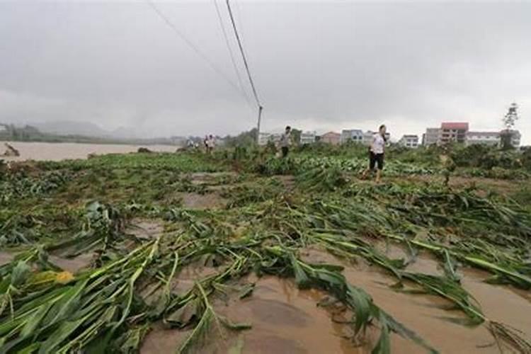 梦见大雨冲走了玉米什么预兆？