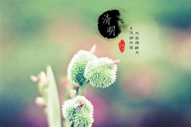 清明节是每年的几月几号