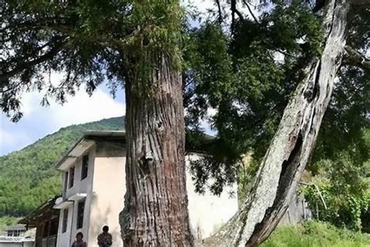 坟墓上插的柳枝哭丧棒长成树后,对后辈有无好处