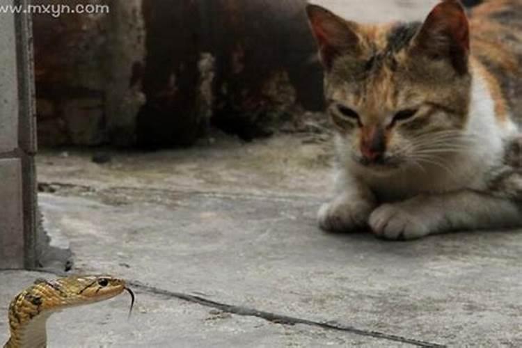 梦到猫生了一窝小猫