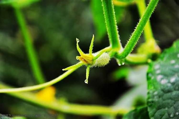梦见南瓜开花是什么意思
